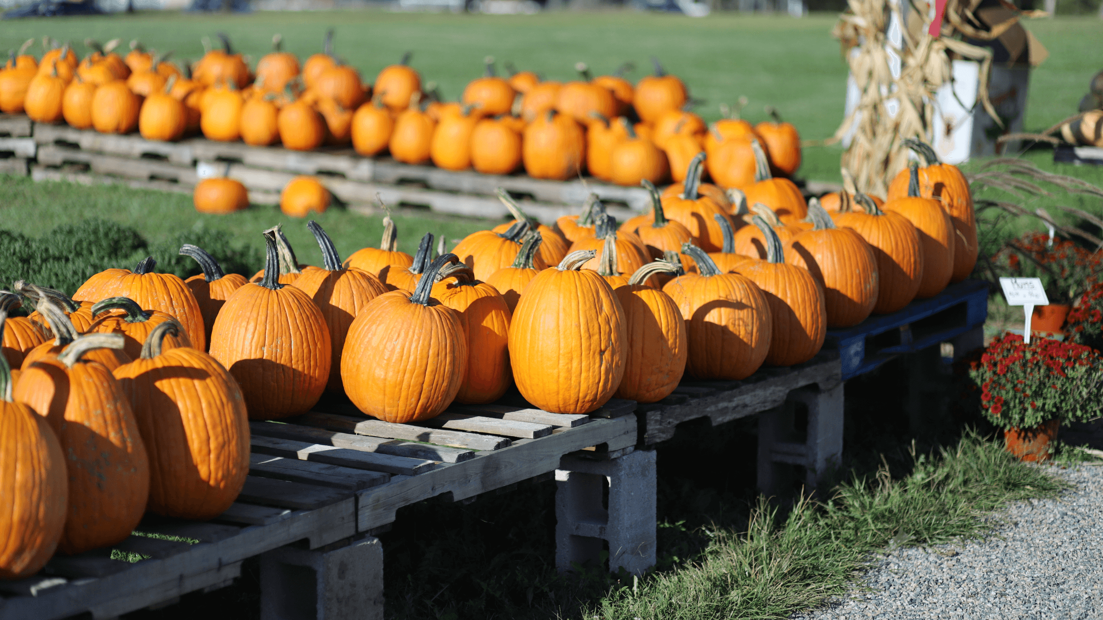 fall festival ideas